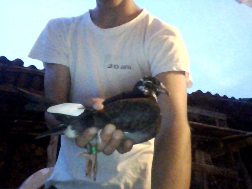 Snapshot_20160417 - Porumbei donati vanduti pierduti sau luati de uliu