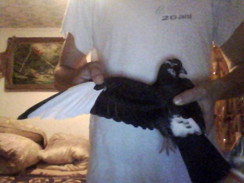 Snapshot_20160417_4 - Porumbei donati vanduti pierduti sau luati de uliu