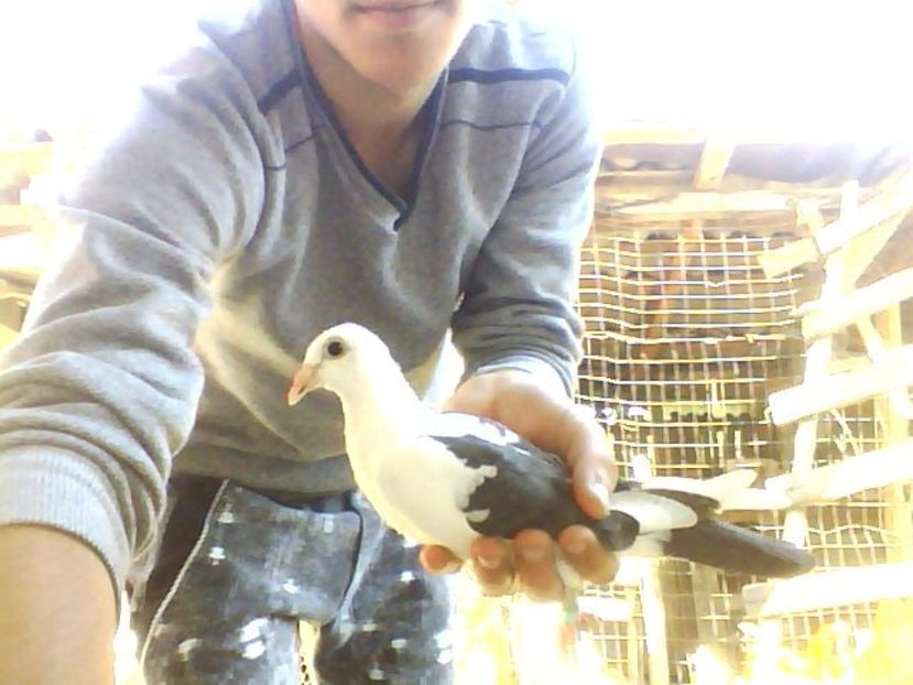 Snapshot_20170518_2 - Porumbei donati vanduti pierduti sau luati de uliu