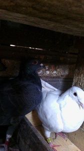  - Porumbei donati vanduti pierduti sau luati de uliu