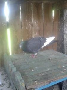  - Porumbei donati vanduti pierduti sau luati de uliu