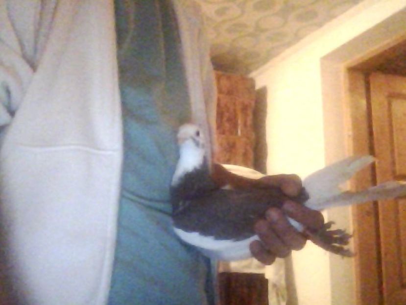 Snapshot_20171030_1 - Porumbei donati vanduti pierduti sau luati de uliu