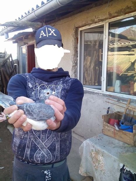  - Porumbei donati vanduti pierduti sau luati de uliu