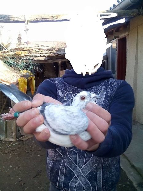  - Porumbei donati vanduti pierduti sau luati de uliu