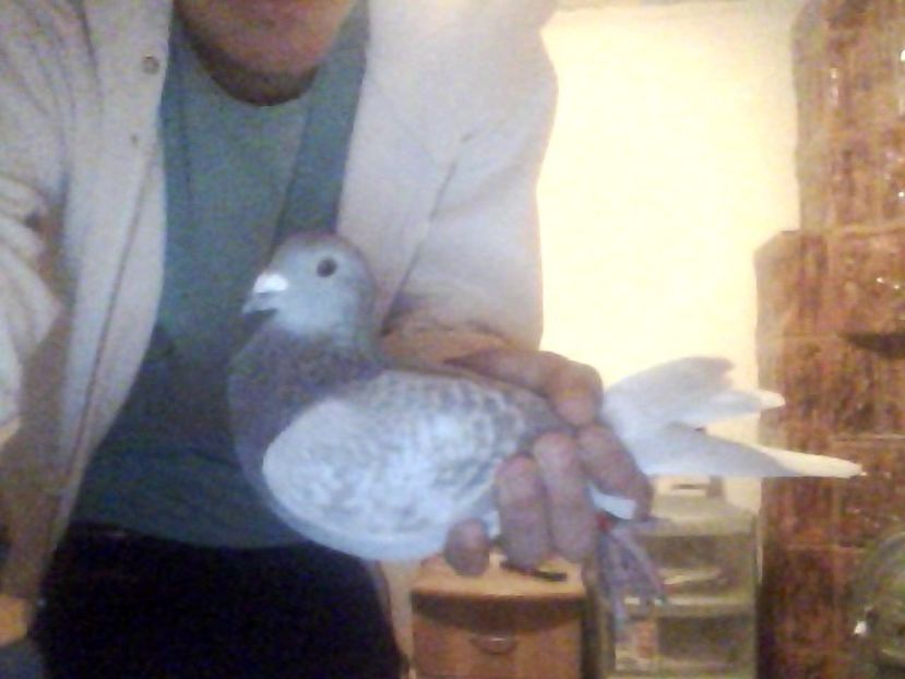 Snapshot_20171030_10 - Porumbei donati vanduti pierduti sau luati de uliu