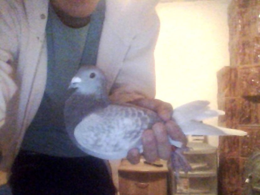 Snapshot_20171030_11 - Porumbei donati vanduti pierduti sau luati de uliu