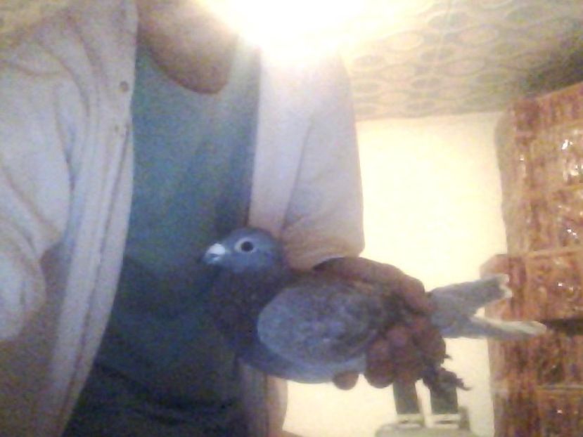 Snapshot_20171030_19 - Porumbei donati vanduti pierduti sau luati de uliu