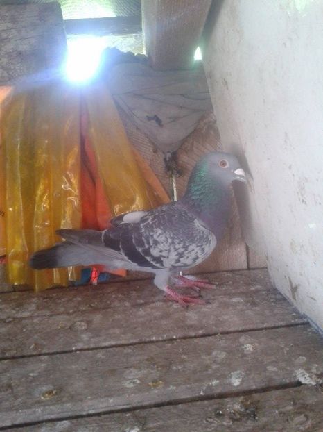  - Porumbei donati vanduti pierduti sau luati de uliu