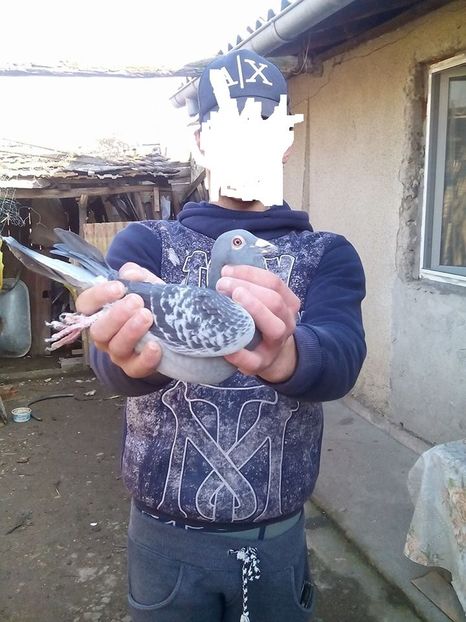  - Porumbei donati vanduti pierduti sau luati de uliu