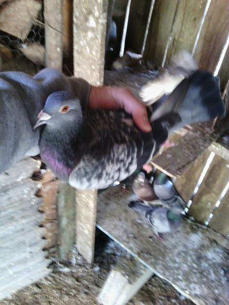 huawei 151 - Porumbei donati vanduti pierduti sau luati de uliu