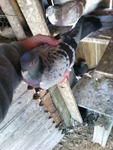 huawei 154 - Porumbei donati vanduti pierduti sau luati de uliu