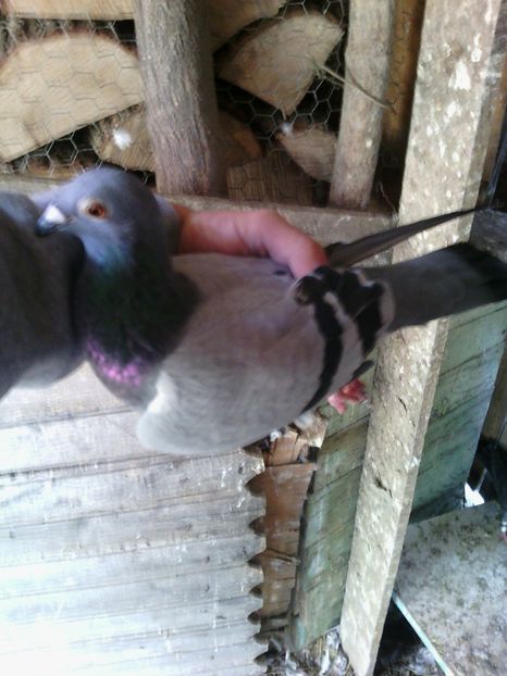 huawei 158 - Porumbei donati vanduti pierduti sau luati de uliu