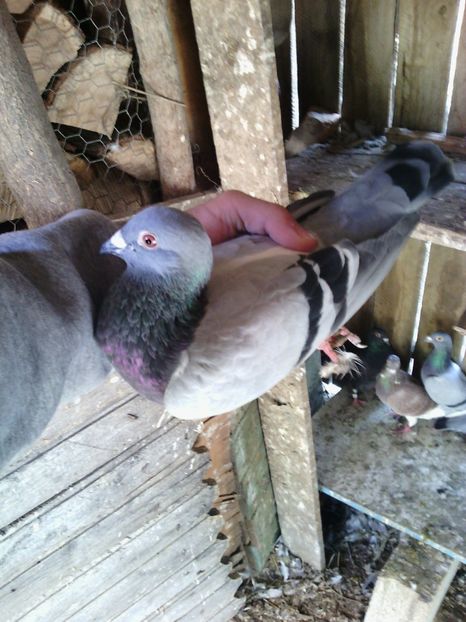 huawei 150 - Porumbei donati vanduti pierduti sau luati de uliu