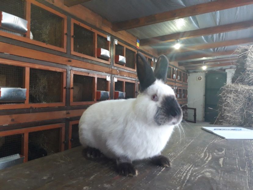  - A-IEPURI CALIFORNIENI