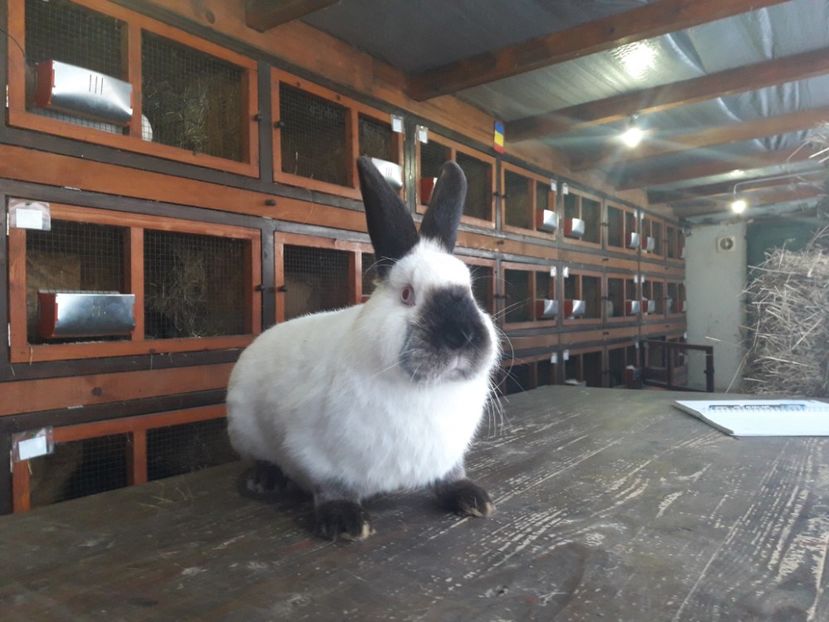  - A-IEPURI CALIFORNIENI