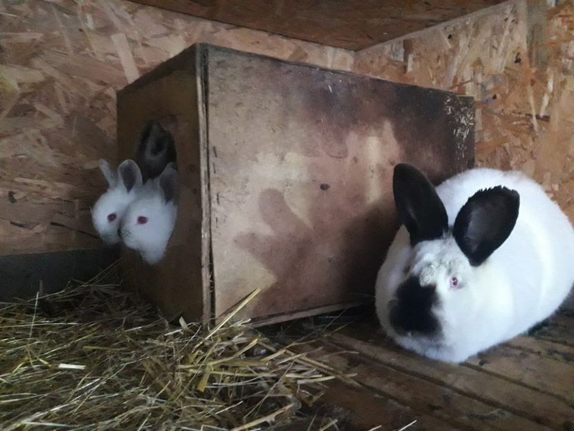  - A-IEPURI CALIFORNIENI