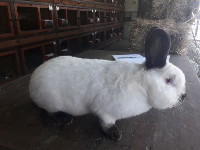  - A-IEPURI CALIFORNIENI