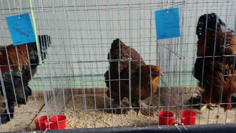 P_20180217_114950 - 2018