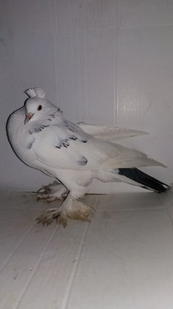 F 2017 - Por tapalagosi