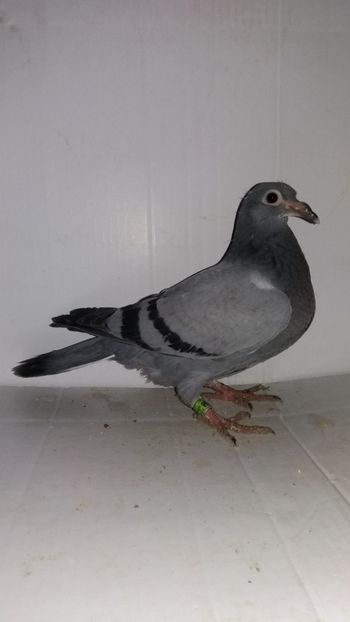 vandut - De vanzare voiajori pui 2018