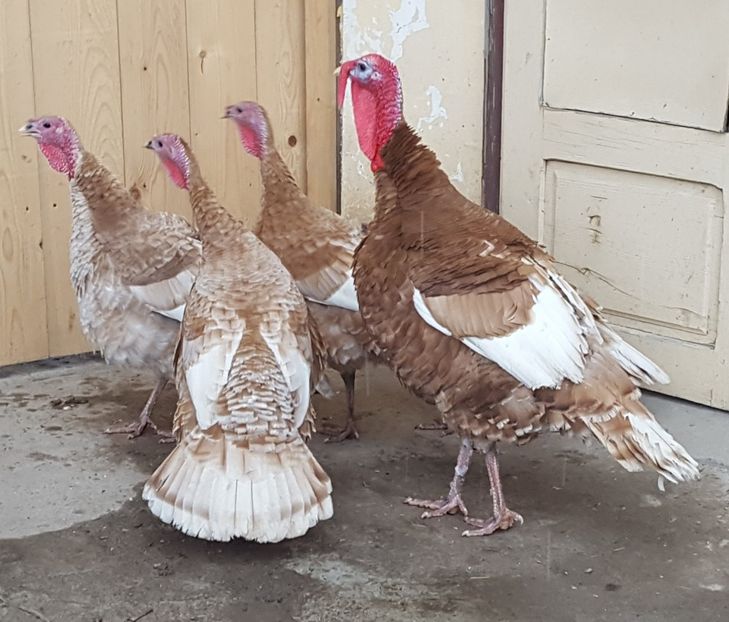  - Curci - Matca 2018