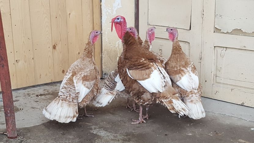  - Curci - Matca 2018