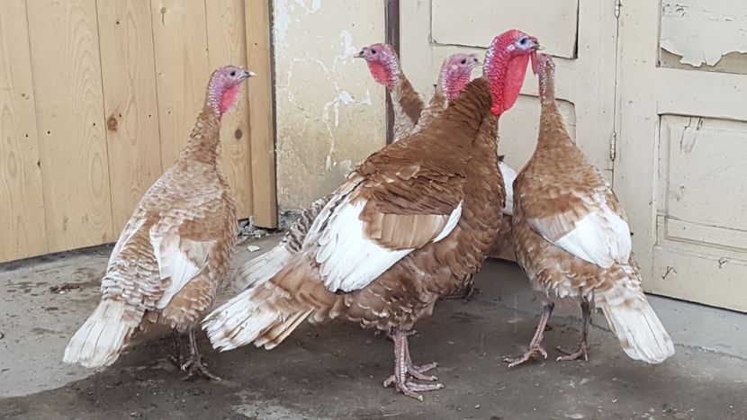  - Curci - Matca 2018