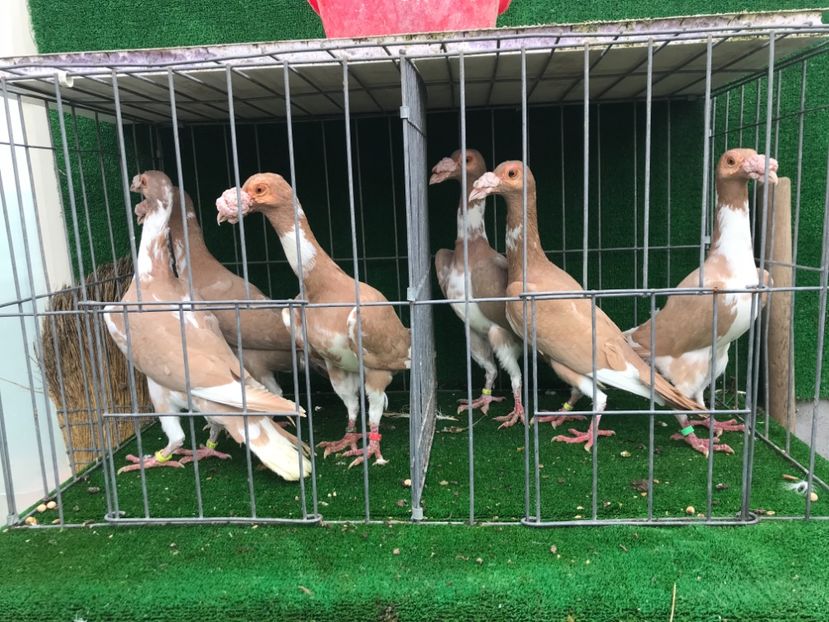 A8DF3DB7-C165-4574-A66E-658B65C574B0 - Baltat pe galben