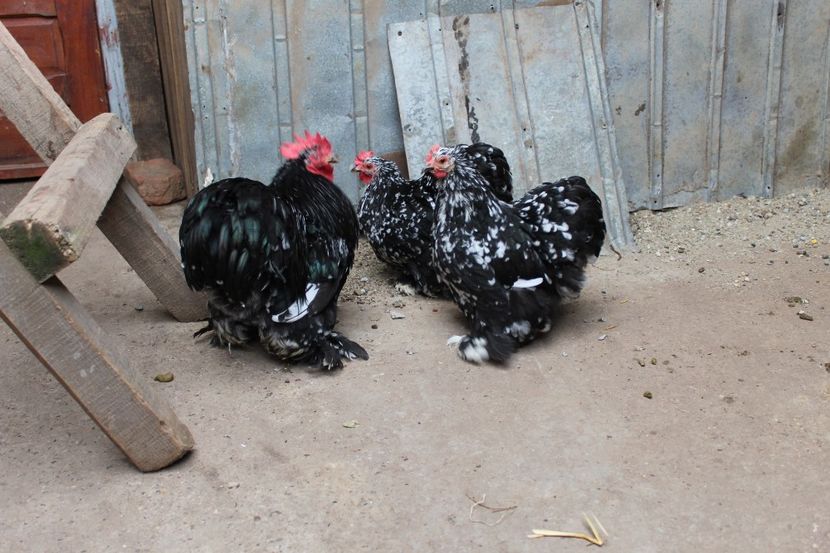 20180101123141_IMG_0977 - Cochinchina pitic bobat pentru 2018