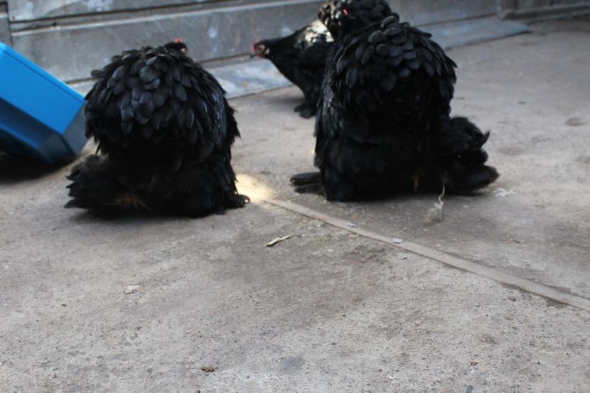 20180217121929_IMG_1257 - Cochinchina pitic negru pentru 2018