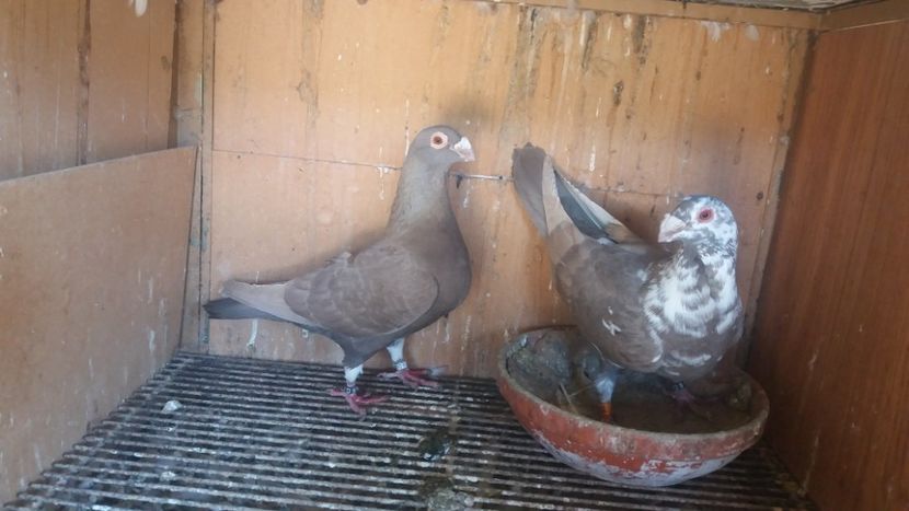  - VOIAJOR DE FRUMUSETE SAU STIL VECHI