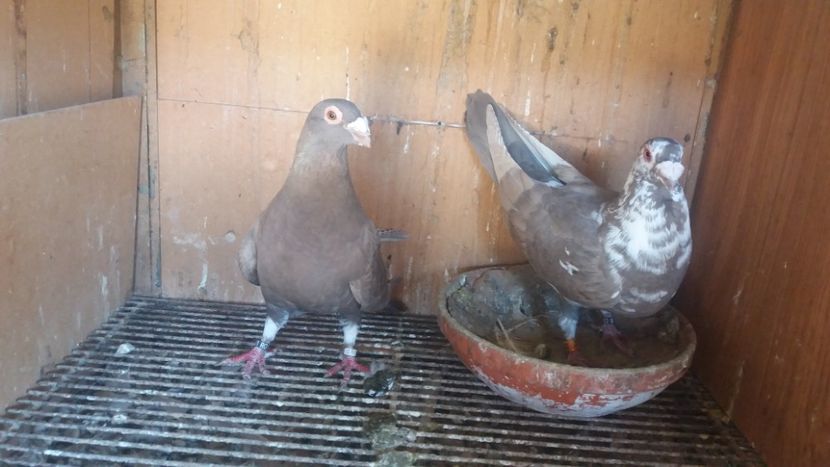  - VOIAJOR DE FRUMUSETE SAU STIL VECHI