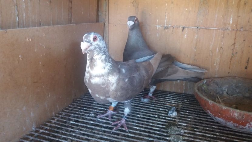  - VOIAJOR DE FRUMUSETE SAU STIL VECHI