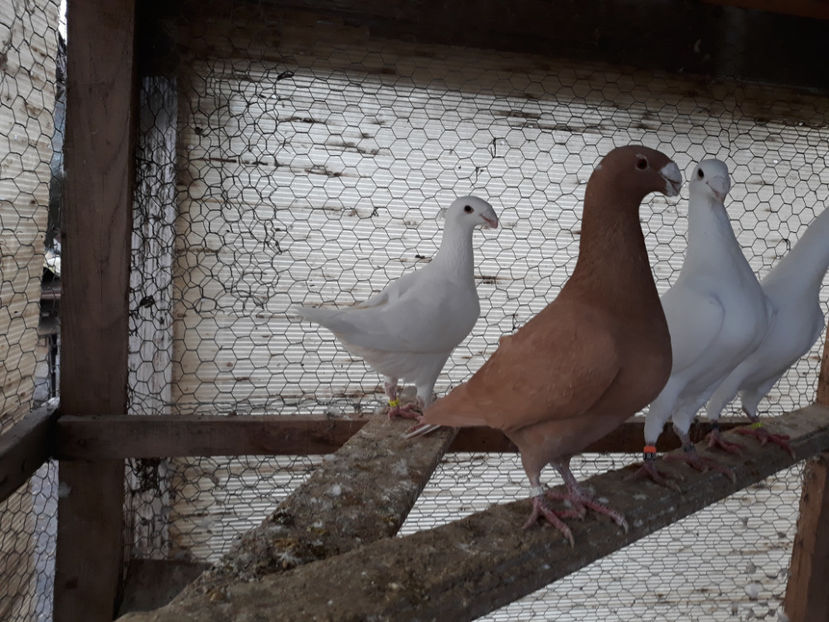  - GERMANI MASCULI PE PLUS