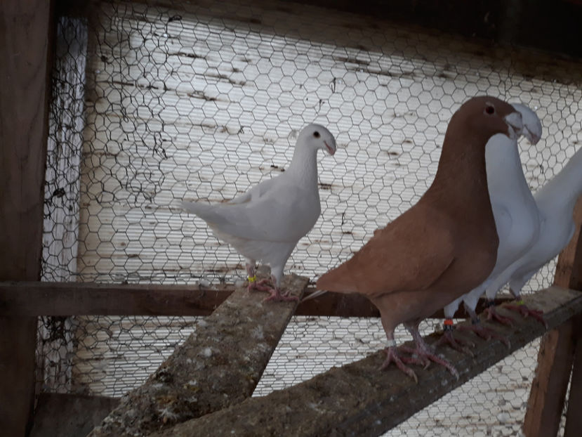  - GERMANI MASCULI PE PLUS