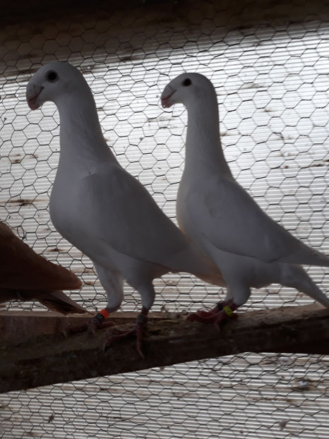  - GERMANI MASCULI PE PLUS