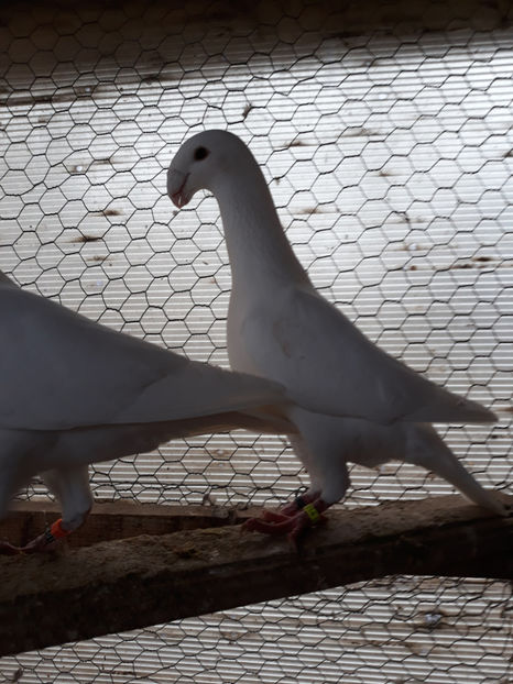  - GERMANI MASCULI PE PLUS