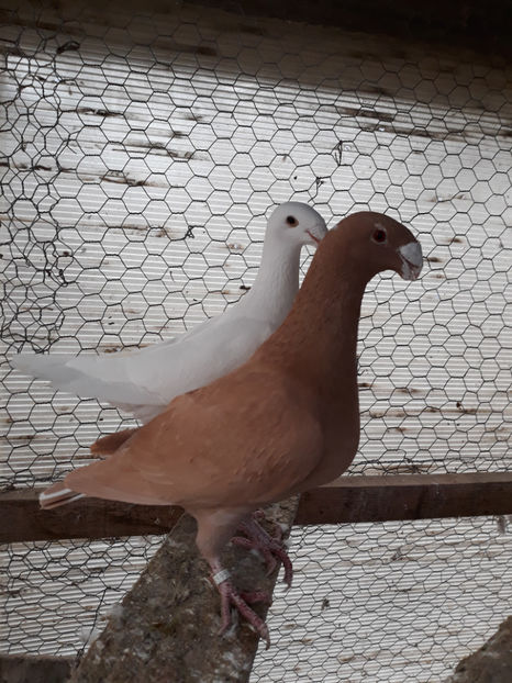  - GERMANI MASCULI PE PLUS