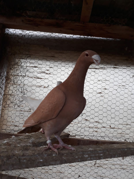  - GERMANI MASCULI PE PLUS