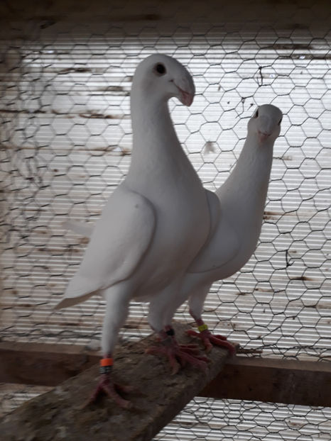  - GERMANI MASCULI PE PLUS