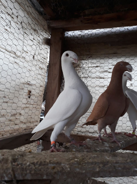  - GERMANI MASCULI PE PLUS