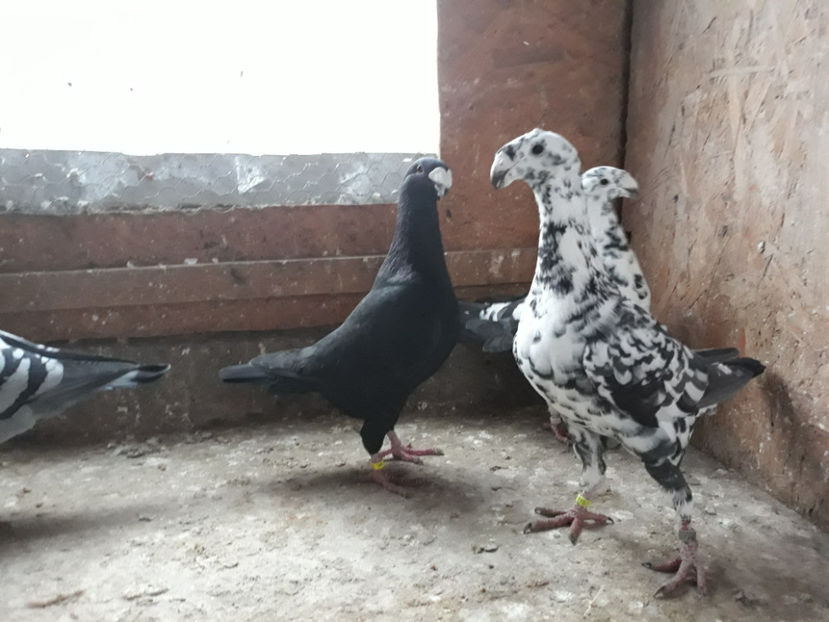  - GERMANI BOBATI SI LA GRAMADA