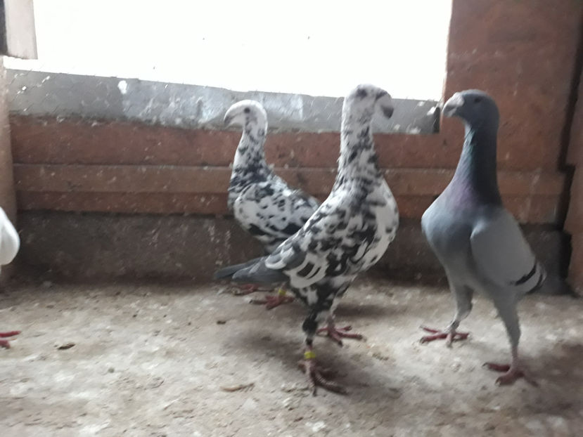  - GERMANI BOBATI SI LA GRAMADA