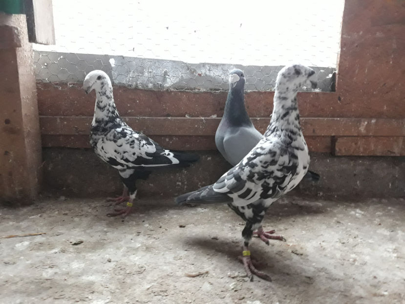  - GERMANI BOBATI SI LA GRAMADA