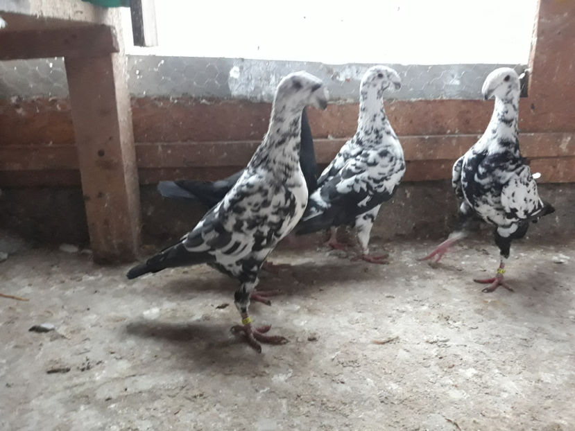  - GERMANI BOBATI SI LA GRAMADA