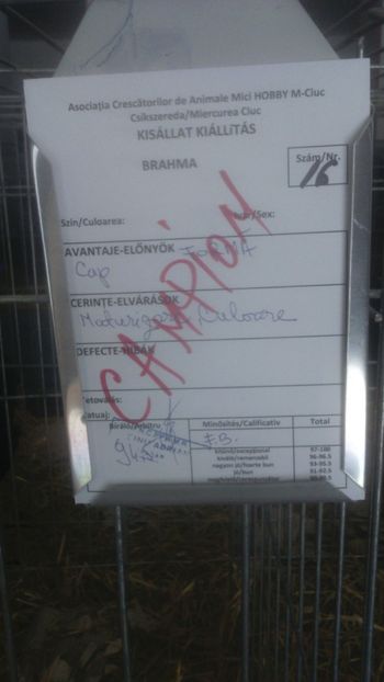  - Jersey urias negru