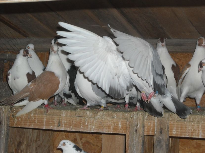  - DE PRIN PORUMBARIE