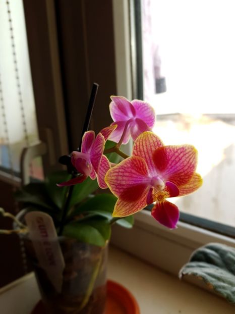 Orhidee 15.02.18 - florii