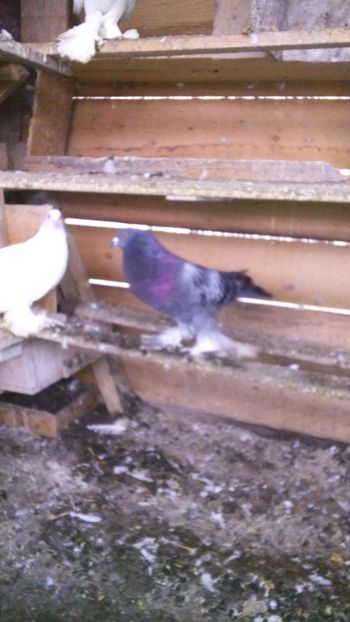 per 7 m - Porumbei care  nui mai detin