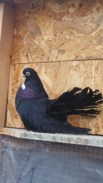 Mosu3 - Negri trenati de bucuresti - negri turci